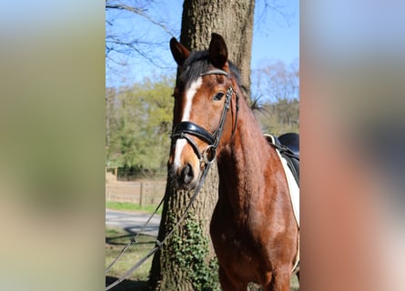 Westfaal, Merrie, 3 Jaar, 165 cm, Bruin