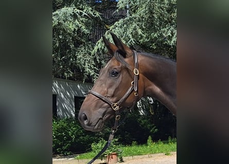 Westfaal, Merrie, 3 Jaar, 165 cm, Donkerbruin