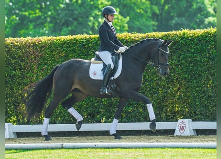 Westfaal, Merrie, 3 Jaar, 166 cm, Bruin