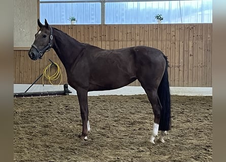 Westfaal, Merrie, 3 Jaar, 166 cm, Vos