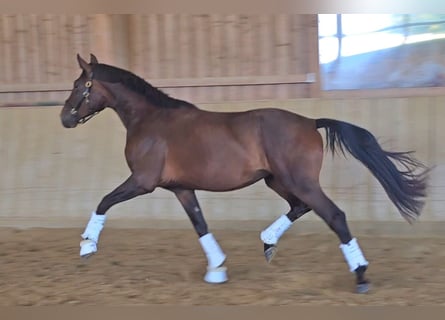 Westfaal, Merrie, 3 Jaar, 167 cm, Bruin