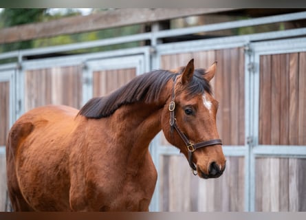 Westfaal, Merrie, 3 Jaar, 167 cm, Bruin