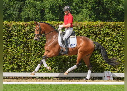 Westfaal, Merrie, 3 Jaar, 168 cm, Bruin