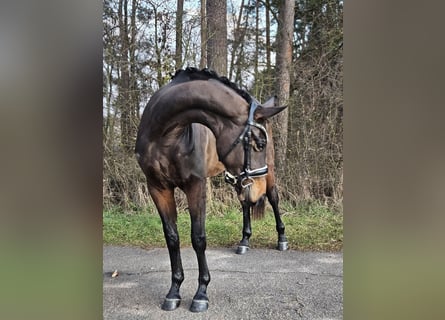 Westfaal, Merrie, 3 Jaar, 168 cm, Bruin