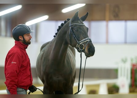 Westfaal, Merrie, 3 Jaar, 168 cm, Zwartbruin