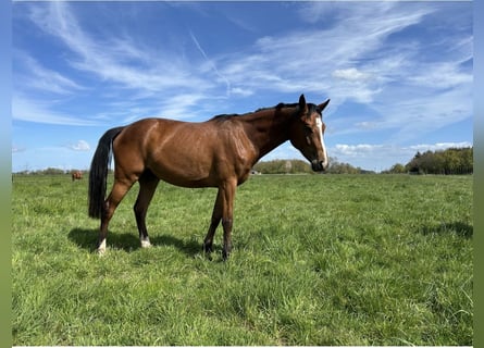Westfaal, Merrie, 3 Jaar, 170 cm, Bruin