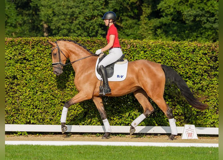 Westfaal, Merrie, 3 Jaar, 175 cm, Buckskin