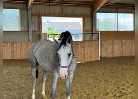 Westfaal, Merrie, 3 Jaar, Appelschimmel