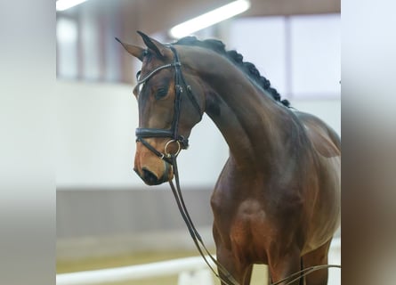 Westfaal, Merrie, 3 Jaar, Bruin