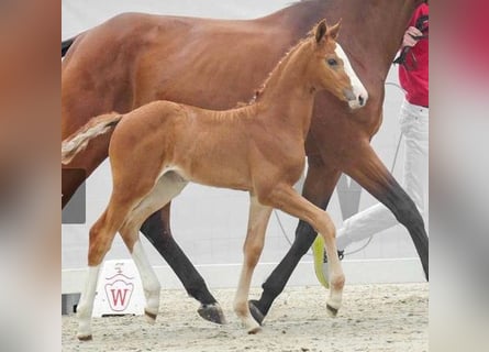 Westfaal, Merrie, 3 Jaar