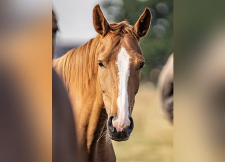 Westfaal, Merrie, 4 Jaar, 158 cm, Vos