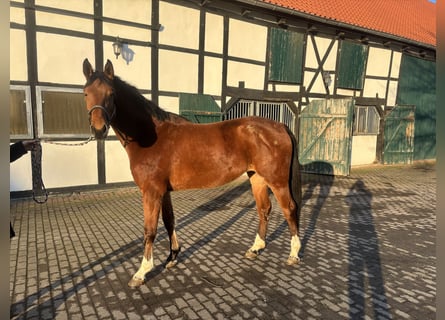 Westfaal, Merrie, 4 Jaar, 162 cm, Bruin