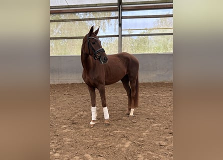Westfaal, Merrie, 4 Jaar, 162 cm, Donkere-vos