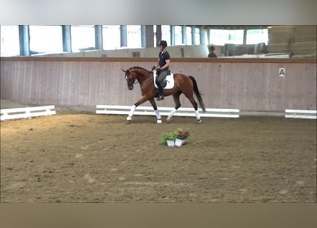 Westfaal, Merrie, 4 Jaar, 164 cm, Bruin