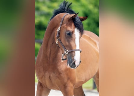 Westfaal, Merrie, 4 Jaar, 164 cm, Bruin