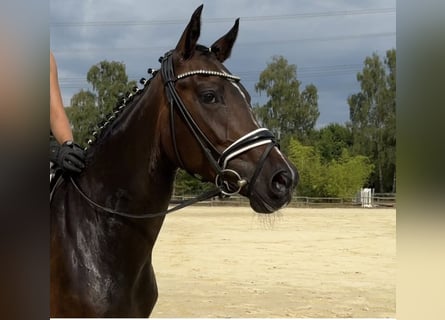 Westfaal, Merrie, 4 Jaar, 164 cm, Donkerbruin