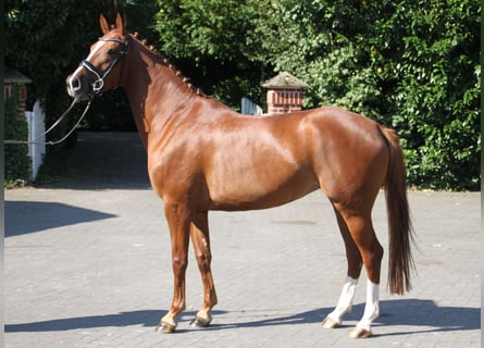 Westfaal, Merrie, 4 Jaar, 164 cm, Vos