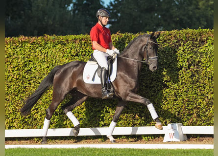 Westfaal, Merrie, 4 Jaar, 164 cm, Zwartbruin