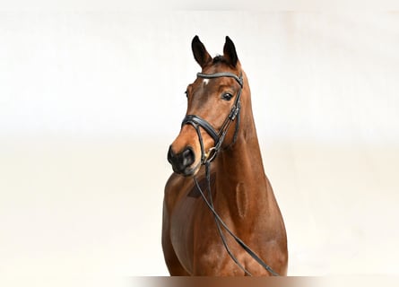 Westfaal, Merrie, 4 Jaar, 165 cm, Bruin