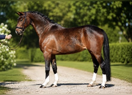 Westfaal, Merrie, 4 Jaar, 165 cm, Bruin