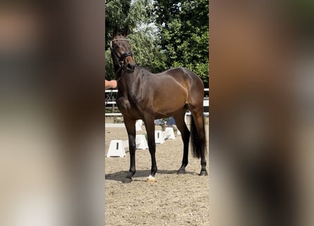 Westfaal, Merrie, 4 Jaar, 165 cm, Donkerbruin