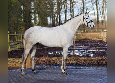 Westfaal, Merrie, 4 Jaar, 165 cm, Schimmel