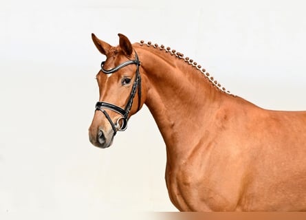 Westfaal, Merrie, 4 Jaar, 166 cm, Bruin