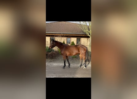 Westfaal, Merrie, 4 Jaar, 166 cm, Bruin