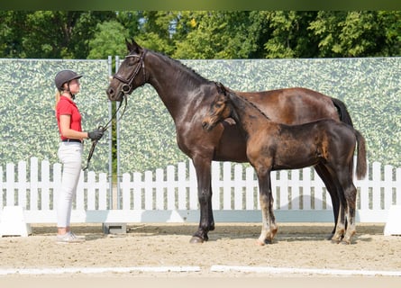 Westfaal, Merrie, 4 Jaar, 166 cm, Donkerbruin