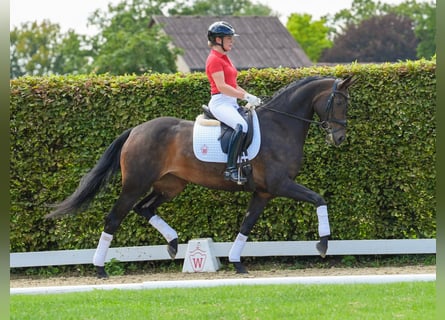 Westfaal, Merrie, 4 Jaar, 166 cm, Donkerbruin