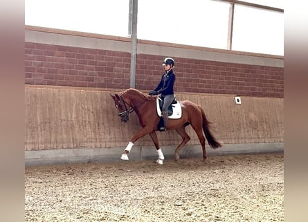 Westfaal, Merrie, 4 Jaar, 167 cm, Donkere-vos
