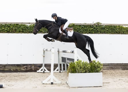 Westfaal, Merrie, 4 Jaar, 167 cm