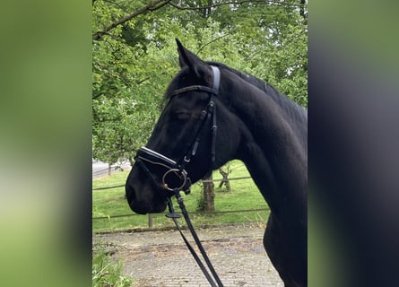 Westfaal, Merrie, 4 Jaar, 167 cm, Zwartbruin