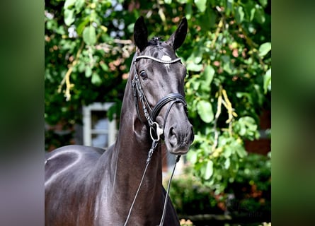Westfaal, Merrie, 4 Jaar, 167 cm, Zwartbruin