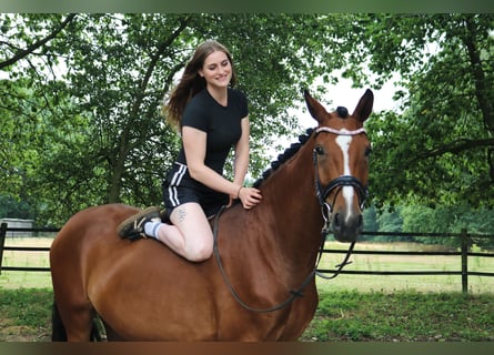 Westfaal, Merrie, 4 Jaar, 168 cm, Bruin