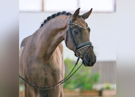 Westfaal, Merrie, 4 Jaar, 168 cm, Donkere-vos