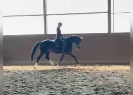 Westfaal, Merrie, 4 Jaar, 168 cm, Zwart