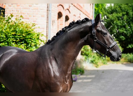 Westfaal, Merrie, 4 Jaar, 168 cm, Zwartbruin