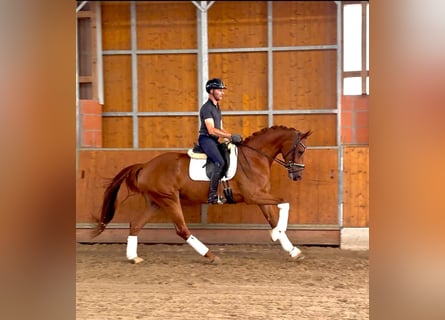 Westfaal, Merrie, 4 Jaar, 169 cm, Vos
