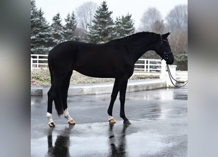 Westfaal, Merrie, 4 Jaar, 169 cm, Zwart