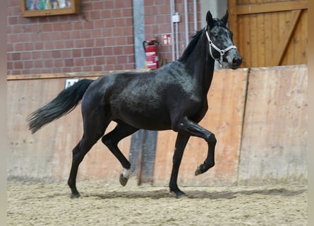 Westfaal, Merrie, 4 Jaar, 169 cm, Zwart