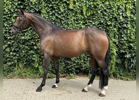 Westfaal, Merrie, 4 Jaar, 170 cm, Bruin