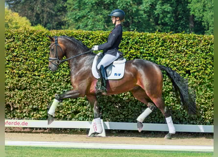 Westfaal, Merrie, 4 Jaar, 170 cm, Donkerbruin