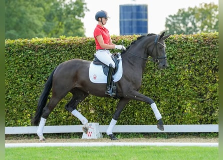 Westfaal, Merrie, 4 Jaar, 170 cm, Zwartbruin