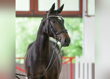 Westfaal, Merrie, 4 Jaar, 172 cm, Donkerbruin