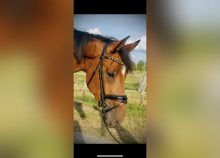 Westfaal, Merrie, 4 Jaar, 173 cm, Bruin