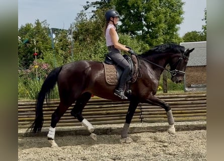 Westfaal, Merrie, 4 Jaar, 173 cm, Donkerbruin