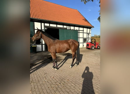 Westfale, Stute, 4 Jahre, 175 cm, Brauner