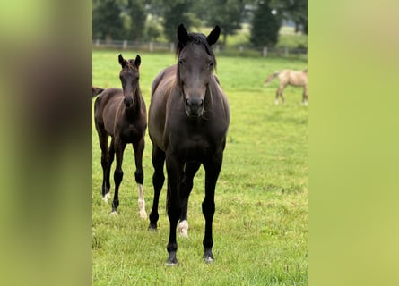 Westfaal, Merrie, 4 Jaar, 175 cm, Donkerbruin