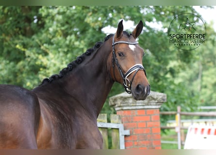 Westfaal, Merrie, 4 Jaar, 175 cm, Donkerbruin